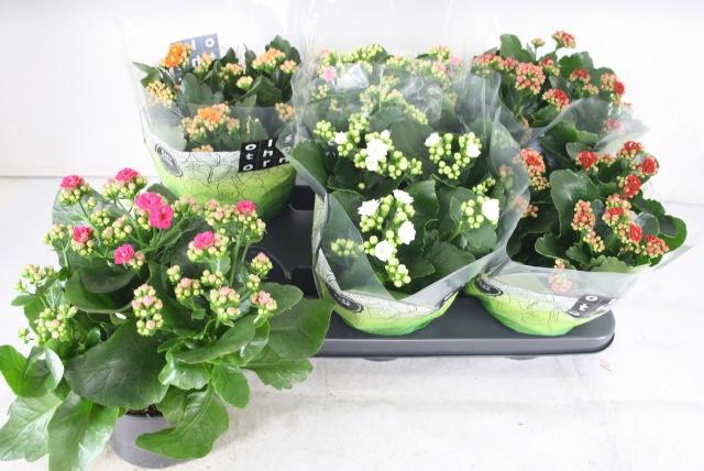 <h4>Kal Ge Gem 5 Kl</h4>