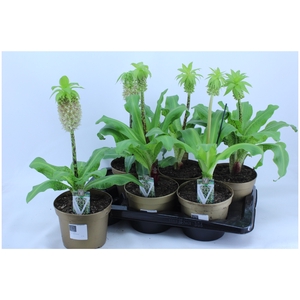 EUCOMIS BICOLOR