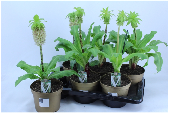 <h4>EUCOMIS BICOLOR</h4>