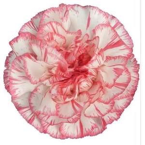 Di St Spritz Bianco Rosa