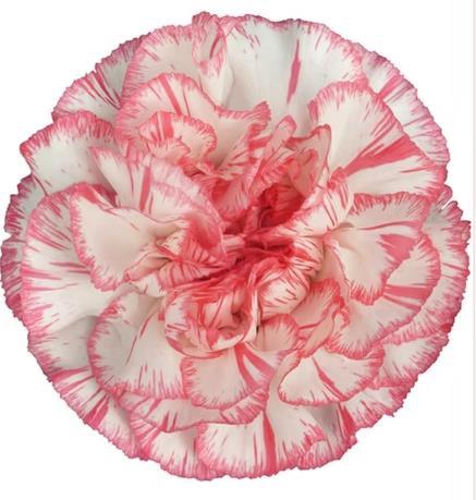 <h4>Di St Spritz Bianco Rosa</h4>