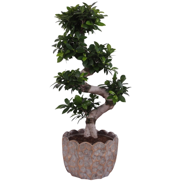 <h4>Ficus m. Ginseng S-Shape Ø24cm in Ø28cm Ceramic PL670</h4>