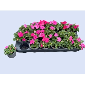 IMP DECO PINK