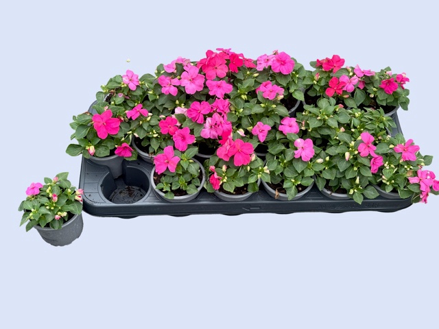 <h4>IMP DECO PINK</h4>
