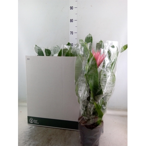 Aechmea fasciata 'Primera'