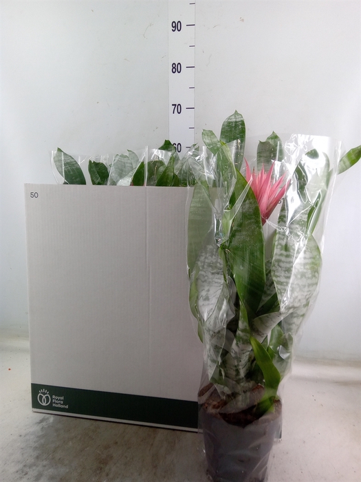 <h4>Aechmea fasciata 'Primera'</h4>