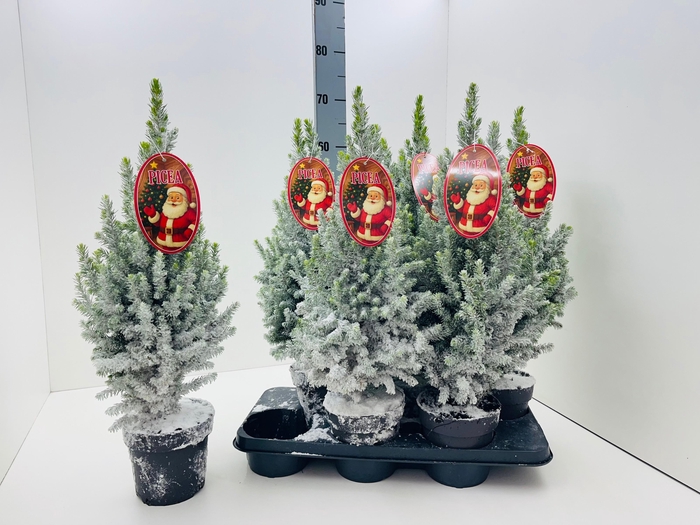 <h4>PICEA GL MAGNIFIQUE</h4>