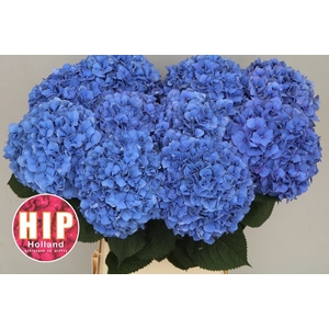HYDR M CH PIMPERNEL