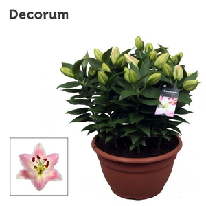 Lilium Or. Souvenir Schaal 9pp