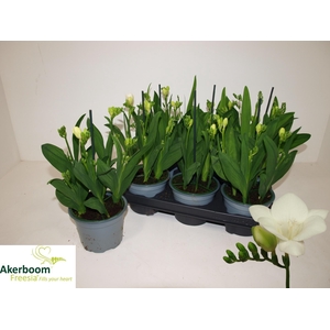 FREESIA FEGOOD WHITE