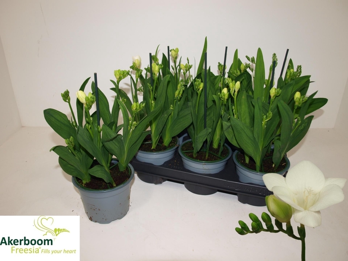<h4>FREESIA FEGOOD WHITE</h4>