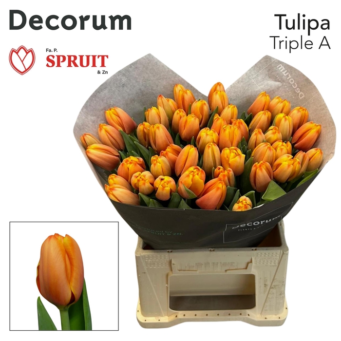 <h4>TU EN TRIPLE A 3-3</h4>