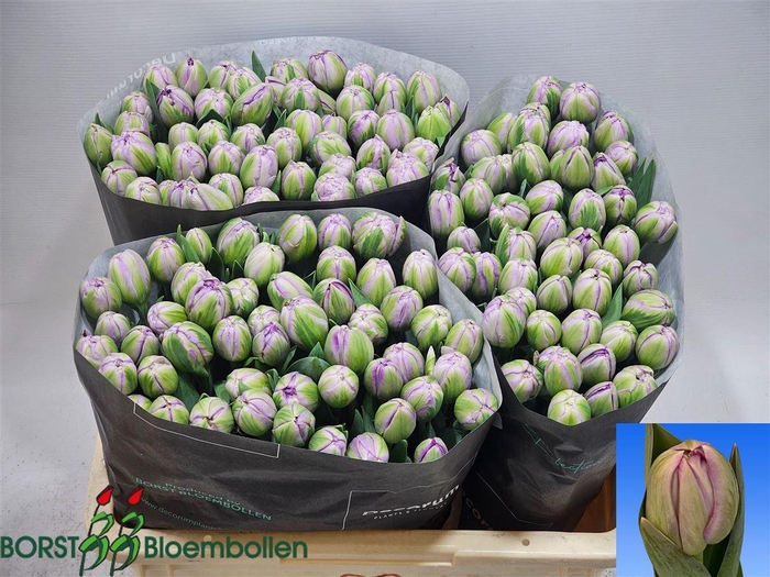 <h4>Tu Du Saigon Double</h4>