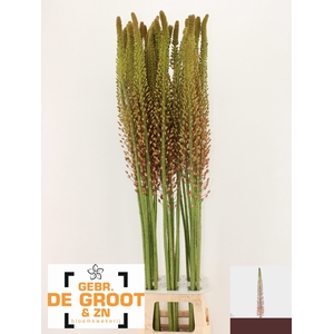 EREMURUS MACARENA
