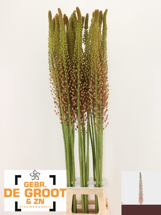 <h4>EREMURUS MACARENA</h4>