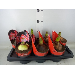 Hippeastrum GG 'Spartacus'