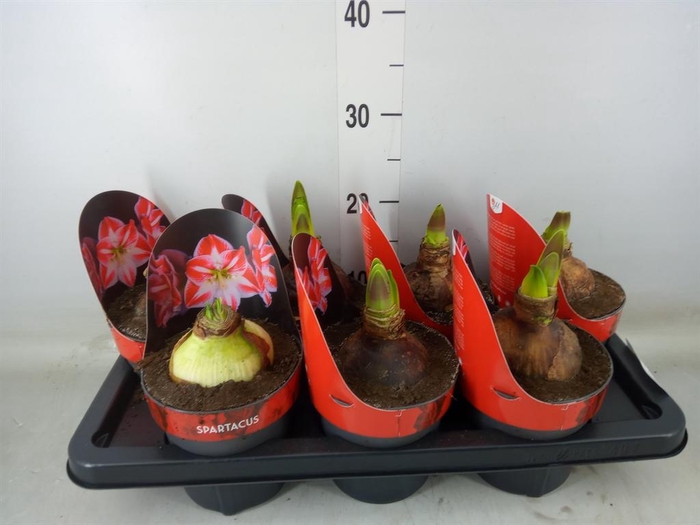 <h4>Hippeastrum GG 'Spartacus'</h4>