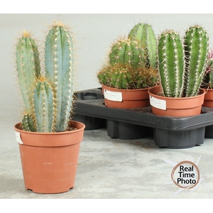 CACTUS OV