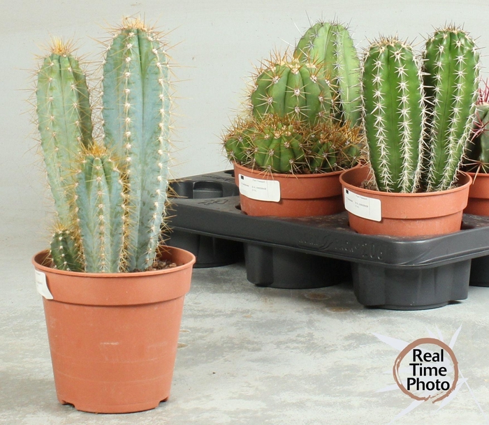 <h4>CACTUS OV</h4>