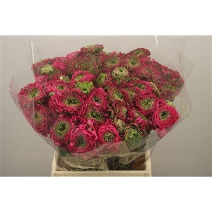 Ran Pon-pon Fanny Dark Pink