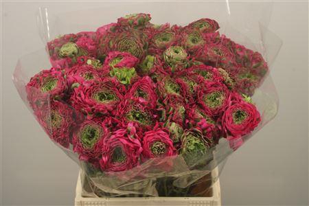 <h4>Ran Pon-pon Fanny Dark Pink</h4>