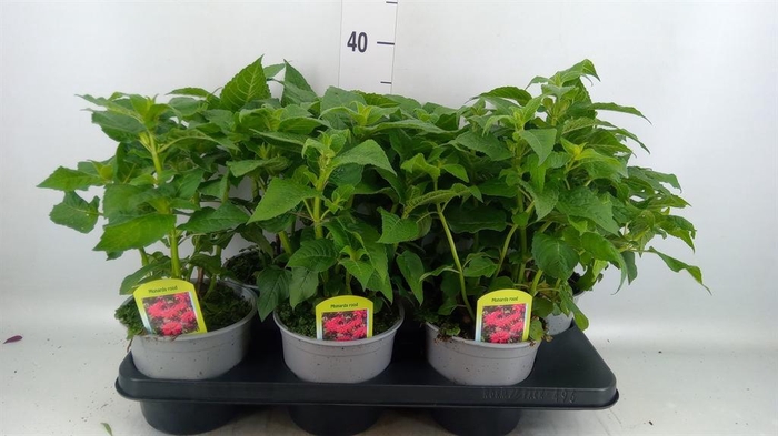 <h4>Monarda  'Cambridge Scarlet'</h4>