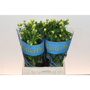 Ranunculus Butterfly Helios