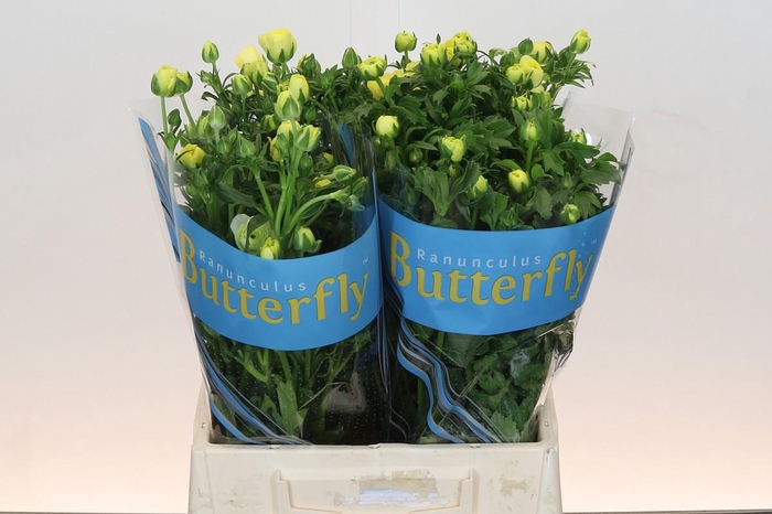 <h4>Ranunculus Butterfly Helios</h4>