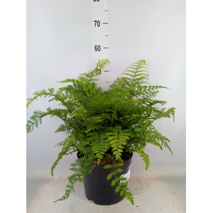 Asplenium  'Parvati'