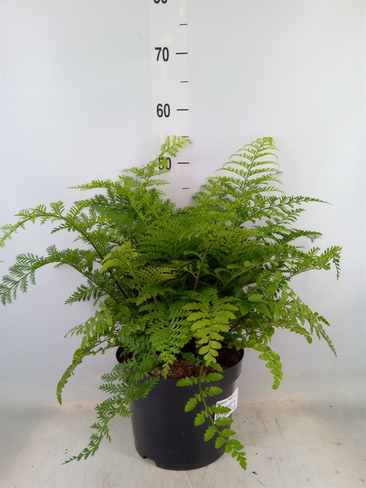 <h4>Asplenium  'Parvati'</h4>