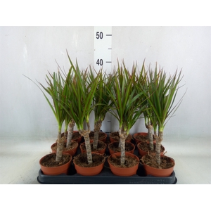 Dracaena marg.