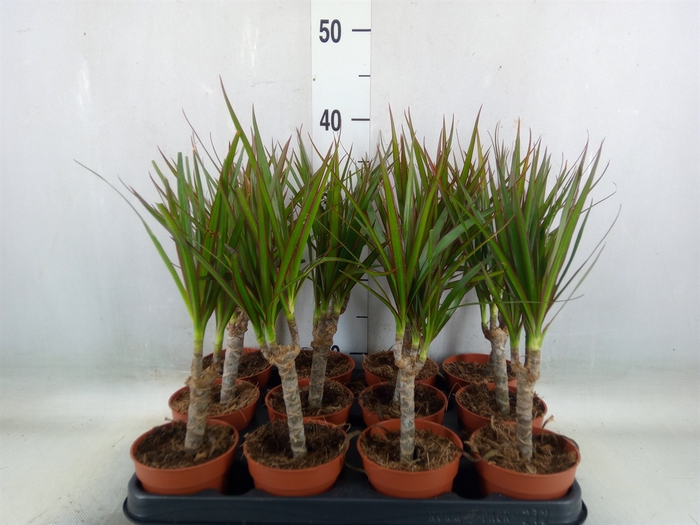 <h4>Dracaena marg.</h4>