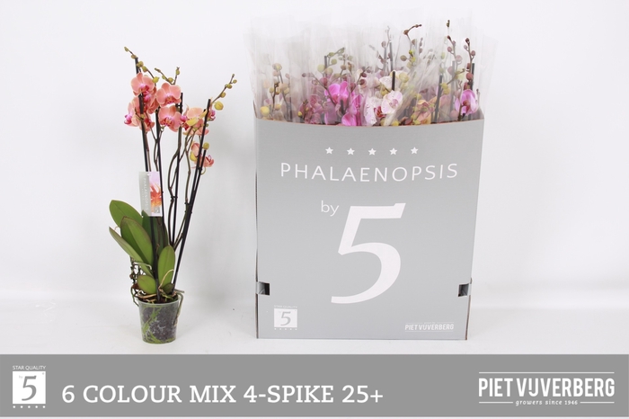 <h4>PHAL GEM 6 KL</h4>