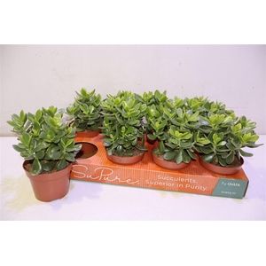 arr8 Crass Minova Magic