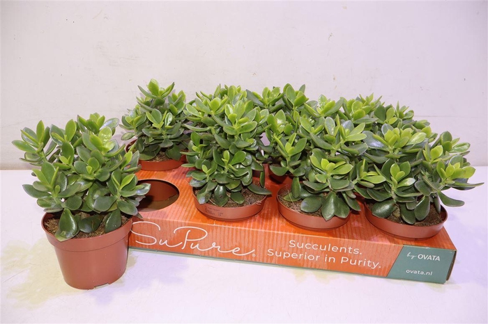 <h4>arr8 Crass Minova Magic</h4>