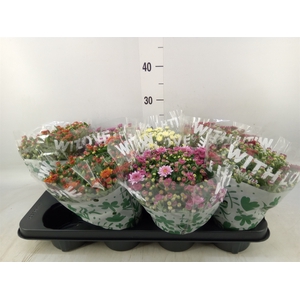 Chrysanthemum   ..mix 5