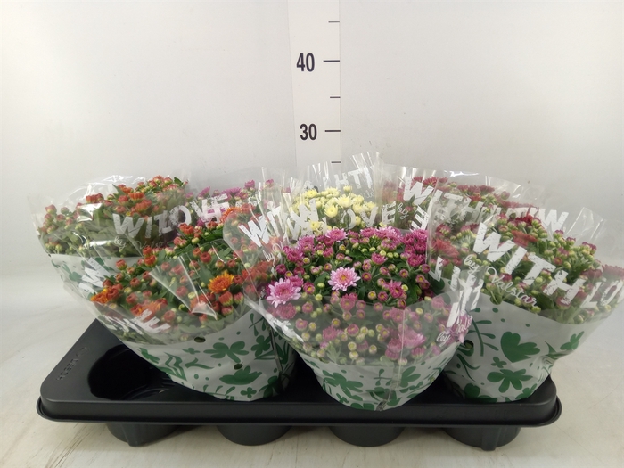 <h4>Chrysanthemum   ..mix 5</h4>