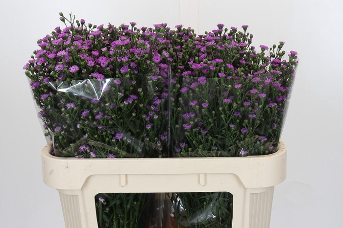 <h4>Aster Baby Pink</h4>