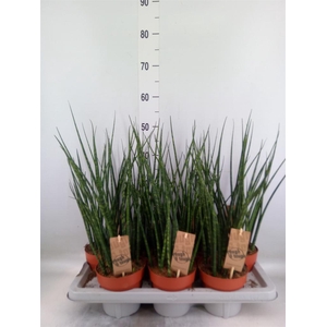 Sansevieria  'Fernwood'