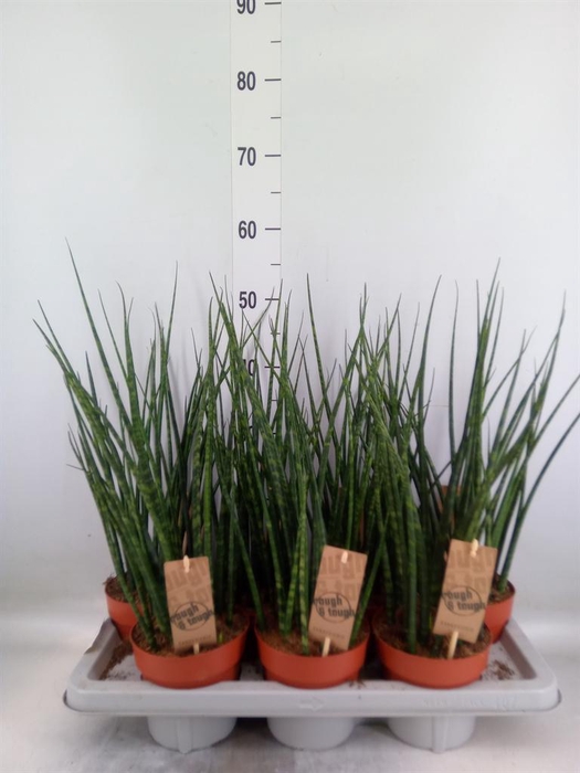 <h4>Sansevieria 'Fernwood'</h4>