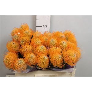 Leuco Ayoba Sun