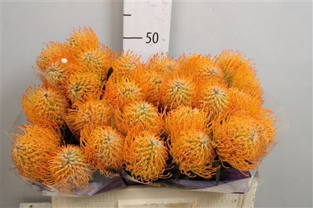 <h4>Leuco Ayoba Sun</h4>