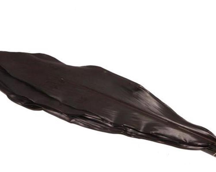 <h4>Cordyline Black Tie X5</h4>