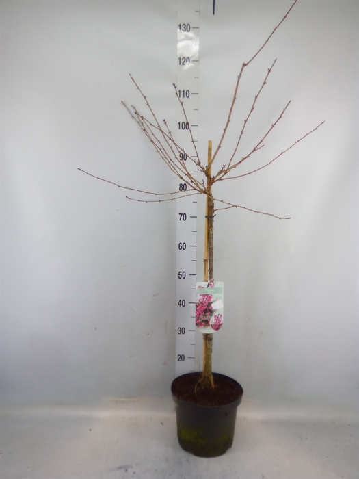 <h4>Prunus  'Okame'</h4>