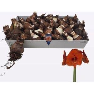 <h4>BLOEMBOL HIPPEASTRUM</h4>