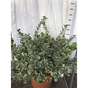 Euonymus silver queen