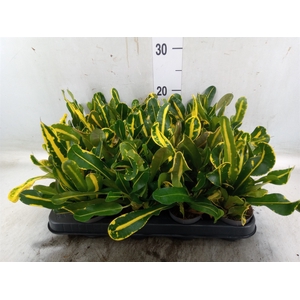 Codiaeum var. GR 'Mammi'