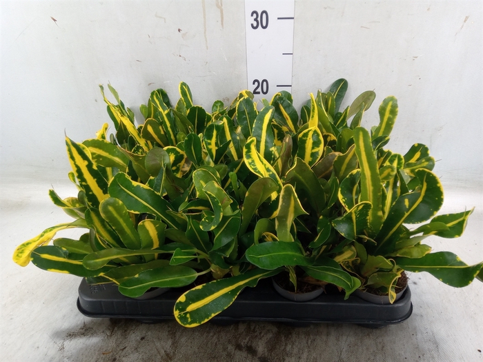 <h4>Codiaeum var. GR 'Mammi'</h4>