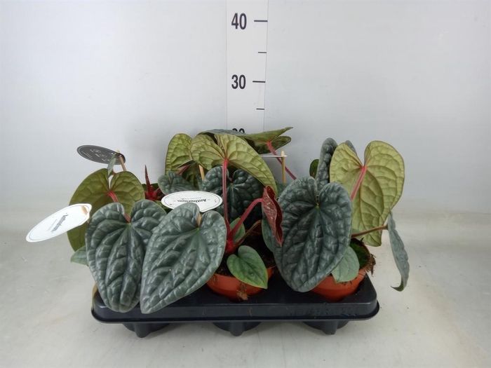 <h4>Anthurium   ...</h4>