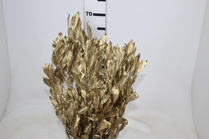 <h4>FOLHAGEM CARNE DE VACA DESIDRATADA</h4>